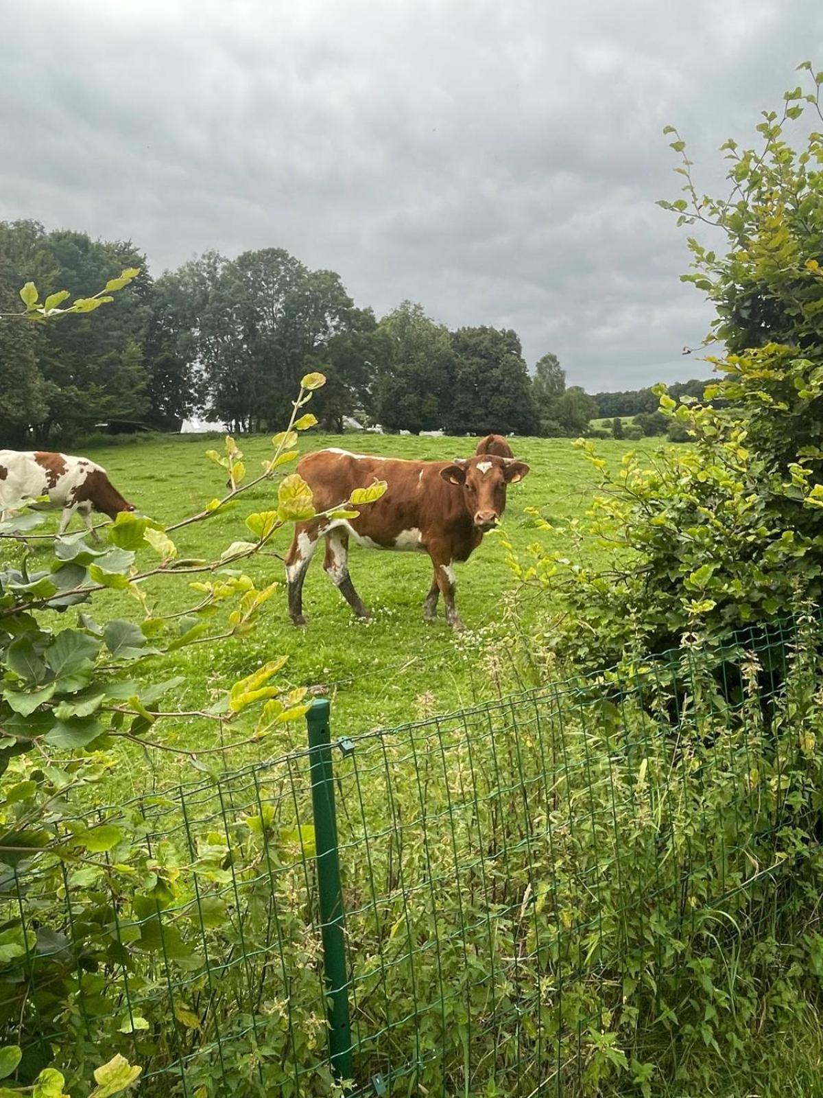 Le Gite Du Vieux Chene Bertogne Extérieur photo